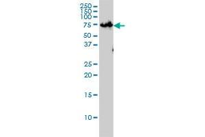 Image no. 2 for anti-Zinc Finger Protein 143 (ZNF143) (AA 1-627) antibody (ABIN466122) (ZNF143 Antikörper  (AA 1-627))