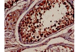 IHC image of ABIN7142083 diluted at 1:600 and staining in paraffin-embedded human testis tissue performed on a Leica BondTM system. (YWHAB Antikörper  (AA 1-246))