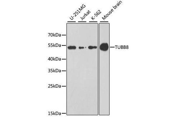 Tubulin, beta 8 Antikörper