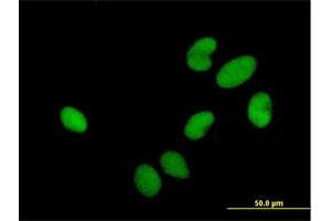 Immunofluorescence of purified MaxPab antibody to HIRIP3 on HeLa cell. (HIRIP3 Antikörper  (AA 1-556))