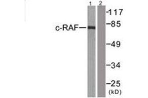 Western blot analysis of extracts from 293 cells, treated with PMA 125ng/ml 30', using C-RAF (Ab-43) Antibody. (RAF1 Antikörper  (AA 11-60))