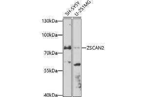 Western blot analysis of extracts of various cell lines, using ZSC antibody (ABIN7271442) at 1:1000 dilution. (ZSCAN2 Antikörper  (AA 50-150))
