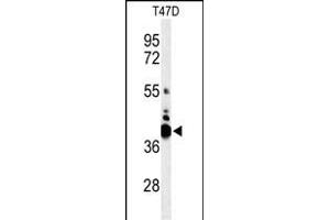 Western blot analysis of VTCN1 Antibody (Center) (ABIN653759 and ABIN2843059) in T47D cell line lysates (35 μg/lane). (VTCN1 Antikörper  (AA 72-100))