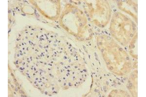 Immunohistochemistry of paraffin-embedded human kidney tissue using ABIN7152246 at dilution of 1:100 (SLC1A7 Antikörper  (AA 115-220))