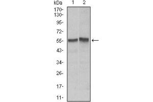 Western Blotting (WB) image for anti-TNF Receptor Superfamily, Member 6 (FAS) antibody (ABIN1845671) (FAS Antikörper)