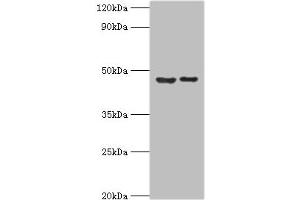 Western blot All lanes: Histone-lysine N-methyltransferase SUV39H2 antibody at 0. (SUV39H2 Antikörper  (AA 201-410))
