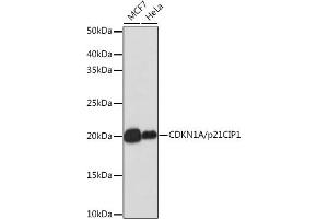 Western blot analysis of extracts of various cell lines, using CDKN1A/p21CIP1 antibody (ABIN7266599) at 1:1000 dilution. (p21 Antikörper)