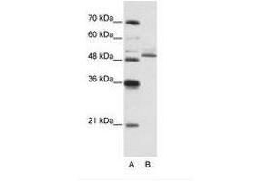 Image no. 3 for anti-Zinc Finger Protein 296 (ZNF296) (C-Term) antibody (ABIN6736191) (Zinc Finger Protein 296 (ZNF296) (C-Term) Antikörper)