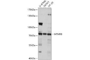 Western blot analysis of extracts of various cell lines, using MTMR8 antibody (ABIN7268766) at 1:1000 dilution. (MTMR8 Antikörper  (AA 430-560))