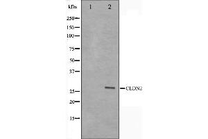 Western Blotting (WB) image for anti-Claudin 2 (CLDN2) (C-Term) antibody (ABIN6260864)