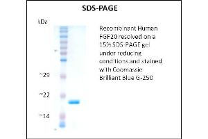 FGF20 Protein