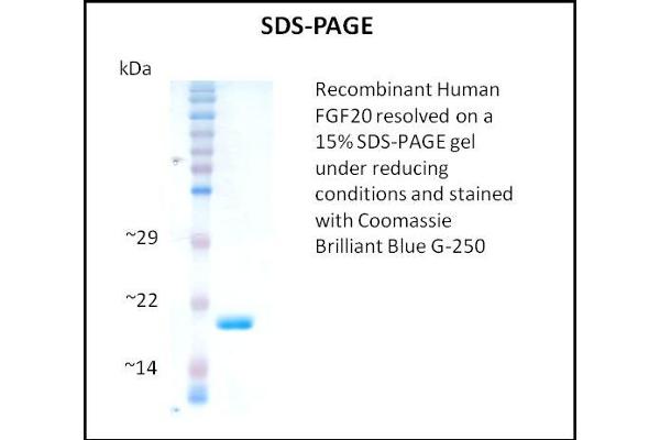 FGF20 Protein