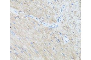 Immunohistochemistry of paraffin-embedded Mouse heart using CLUH Polyclonal Antibody at dilution of 1:100 (40x lens). (CLUH Antikörper)