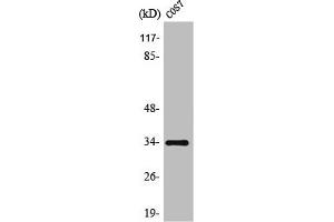 Western Blot analysis of COS7 cells using TRADD Polyclonal Antibody (TRADD Antikörper  (C-Term))