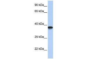 WB Suggested Anti-DMRTC2 Antibody Titration:  0. (DMRTC2 Antikörper  (N-Term))