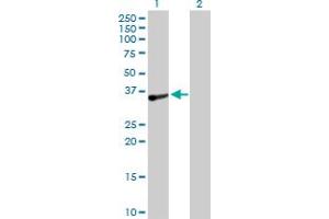 Western Blot analysis of TOMM34 expression in transfected 293T cell line by TOMM34 MaxPab polyclonal antibody. (TOMM34 Antikörper  (AA 1-309))