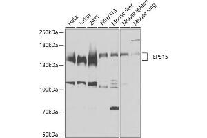 Western blot analysis of extracts of various cell lines, using EPS15 antibody  at 1:3000 dilution. (EPS15 Antikörper  (AA 660-840))