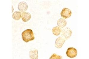 Image no. 2 for anti-CASP8 and FADD-Like Apoptosis Regulator (CFLAR) (AA 191-209), (C-Term) antibody (ABIN318973) (FLIP Antikörper  (C-Term))