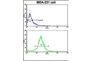 Flow cytometric analysis of MDA-231 cells using ACTN4 Antibody (C-term)(bottom histogram) compared to a negative control cell (top histogram). (alpha Actinin 4 Antikörper  (C-Term))