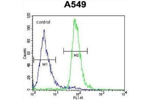 ALOX12B Antibody (C-term) flow cytometric analysis of A549 cells (right histogram) compared to a negative control cell (left histogram). (ALOX12B Antikörper  (C-Term))