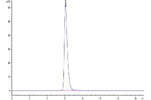 The purity of Human IL-13Ra1 is greater than 95 % as determined by SEC-HPLC. (IL13 Receptor alpha 1 Protein (AA 27-343) (Fc Tag))