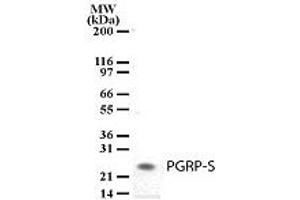 Image no. 1 for anti-Peptidoglycan Recognition Protein 1 (PGLYRP1) (AA 165-180) antibody (ABIN208153) (PGLYRP1 Antikörper  (AA 165-180))