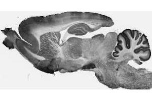Adult rat whole brain immunohistochemistry.