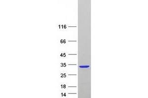 Validation with Western Blot (PAFAH1B3 Protein (Transcript Variant 3) (Myc-DYKDDDDK Tag))