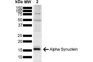Western blot analysis of Mouse Brain showing detection of ~14. (SNCA Antikörper  (Alkaline Phosphatase (AP)))