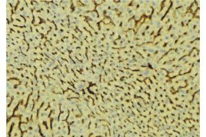 ABIN6276677 at 1/100 staining Mouse liver tissue by IHC-P. (PROC Antikörper  (Internal Region))
