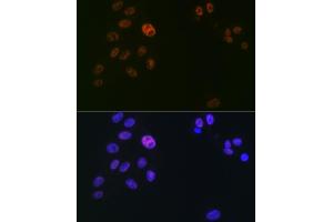 Immunofluorescence analysis of U2OS cells using SUPT5H/SPT5 Rabbit mAb (ABIN7270878) at dilution of 1:100 (40x lens). (SUPT5H Antikörper)