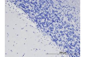 Immunohistochemistry (IHC) image for anti-Teneurin 3 (ODZ3) antibody (ABIN5929799) (TENM3 Antikörper)