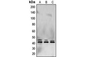 Western blot analysis of ERK1/2 expression in HeLa (A), NIH3T3 (B), PC12 (C) whole cell lysates.