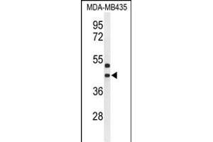 Western blot analysis of GPR17 Antibody (Center) (ABIN653809 and ABIN2843084) in MDA-M cell line lysates (35 μg/lane). (GPR17 Antikörper  (AA 230-258))
