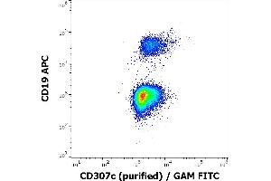 Flow cytometry multicolor surface staining of human lymphocytes stained using anti-human CD19 (LT19) APC antibody (10 μL reagent / 100 μL of peripheral whole blood) and anti-human CD307c (H5) purified antibody (1,7 μg/mL, GAM-FITC). (FCRL3 Antikörper)