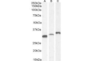 Western Blotting (WB) image for anti-Proteasome (Prosome, Macropain) Inhibitor Subunit 1 (PI31) (PSMF1) (C-Term) antibody (ABIN184933)