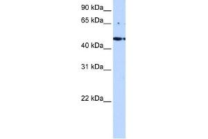 LYK5 antibody used at 0. (STRADA Antikörper  (C-Term))