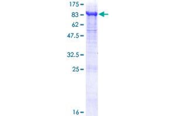 Ribophorin II Protein (RPN2) (AA 1-631) (GST tag)