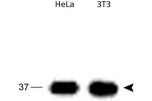 Western blot analysis of APEX1 in HeLa and 3T3 cell lysates using APEX1 polyclonal antibody . (APEX1 Antikörper)