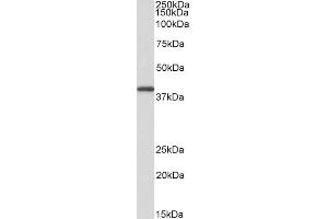 Western Blotting (WB) image for anti-Guanine Nucleotide Binding Protein (G Protein), Q Polypeptide (GNAQ) (AA 162-175) antibody (ABIN625823)