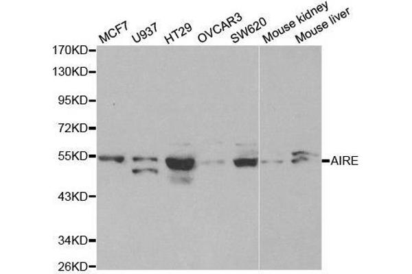 AIRE antibody  (AA 30-130)