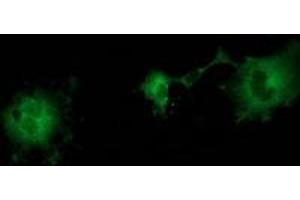 Anti-ZFP36 mouse monoclonal antibody (ABIN2454203) immunofluorescent staining of COS7 cells transiently transfected by pCMV6-ENTRY ZFP36 (RC202049). (ZFP36 Antikörper)