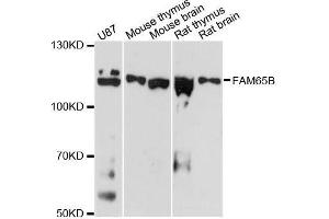 Western blot analysis of extracts of various cell lines, using FAM65B antibody. (FAM65B Antikörper  (AA 1-210))
