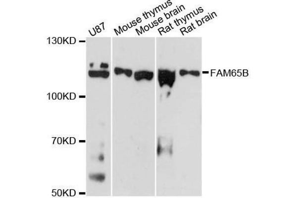 FAM65B Antikörper  (AA 1-210)