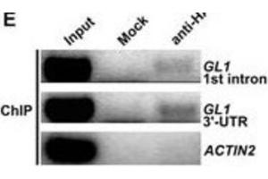 Image no. 1 for anti-HA-Tag antibody (ABIN2932102) (HA-Tag Antikörper)