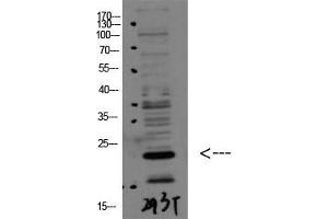 Western Blot (WB) analysis of 293T using Bax Polyclonal Antibody diluted at 1:1000.