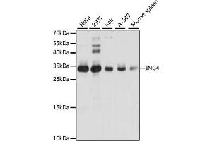 Western blot analysis of extracts of various cell lines, using ING4 antibody (ABIN6128091, ABIN6142452, ABIN6142454 and ABIN6221527) at 1:1000 dilution. (ING4 Antikörper  (AA 1-190))