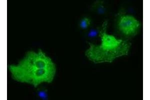 Anti-PAICS mouse monoclonal antibody (ABIN2453415) immunofluorescent staining of COS7 cells transiently transfected by pCMV6-ENTRY PAICS (RC215225). (PAICS Antikörper)