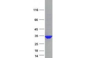 Validation with Western Blot (PCSK1N Protein (Myc-DYKDDDDK Tag))