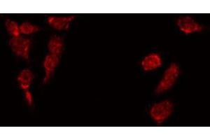 ABIN6269272 staining HepG2 by IF/ICC. (CEBPA Antikörper  (N-Term))